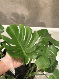 Monstera Deliciosa tropical plant