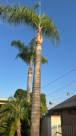 Palms Trimming 