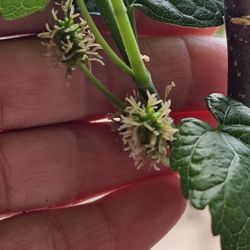 1ft+ Tall Blooming Red Mulberry, Rooted Cutting