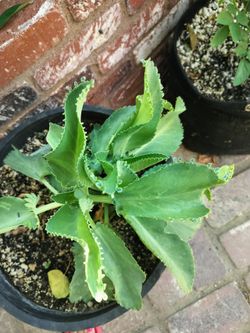 KALANCHOE/ MALAMADRE