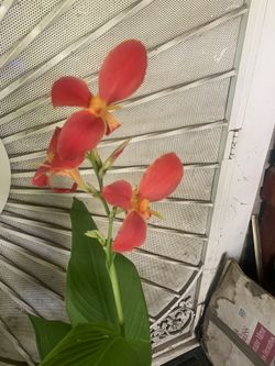 Canna Lilly 
