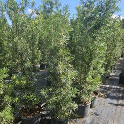 Podocarpus About 7 Feet Tall Instant Primary Hedge For Fence Green Full