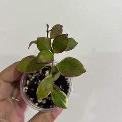 Hoya Heuschkeliana Albomarginata