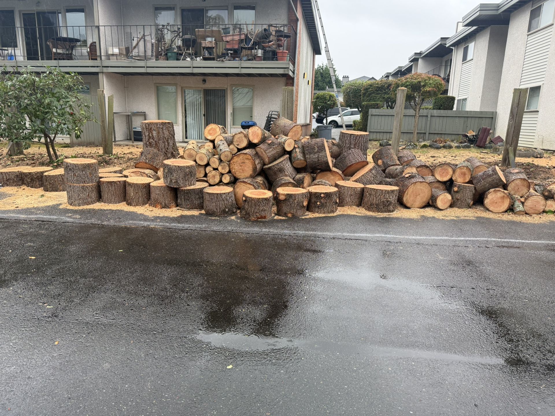 Free Firewood Douglas Fir