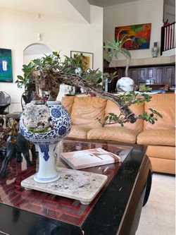 Ficus bonsai