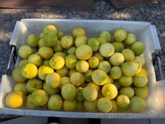 Lemons-Mexicano