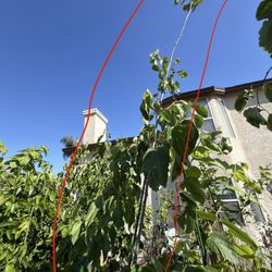 Himalayan FSP mulberry Tree