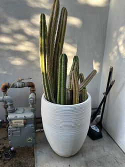 Large Pot Plant 