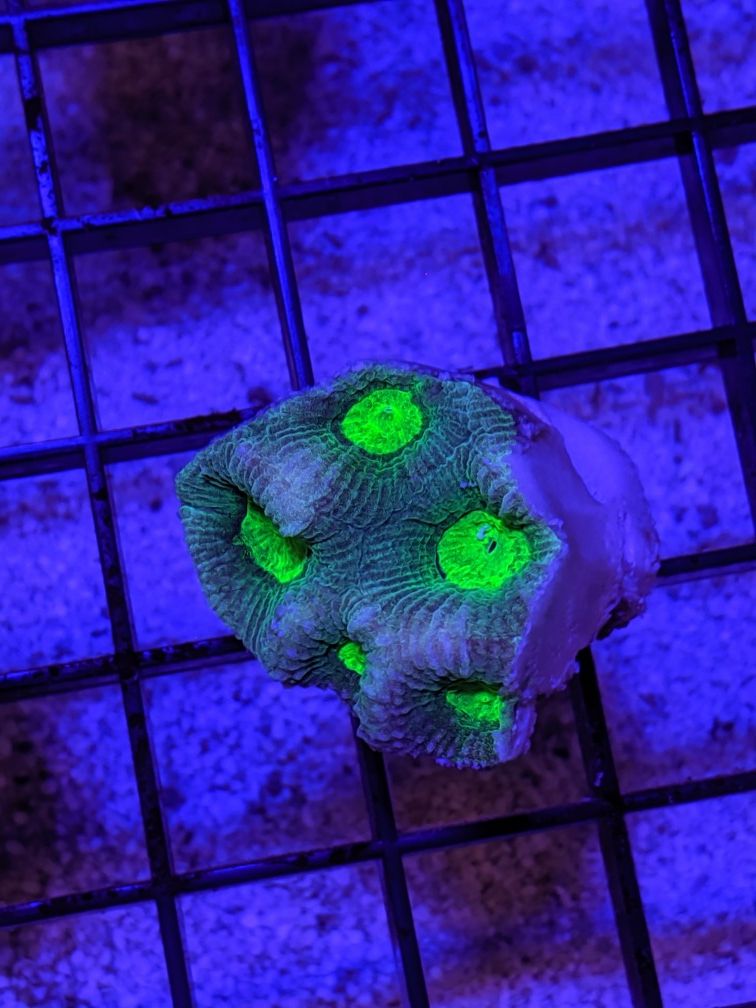 $5 frags saltwater corals Anemones fish tank supplies decorations