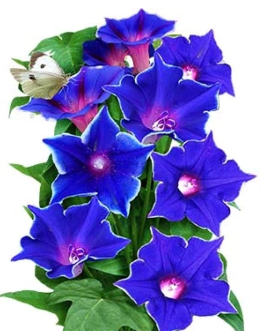 Picotee vine perennial plant seeds