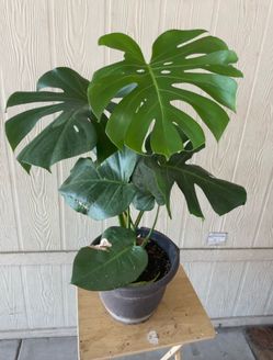 Hermosa Mosterra natural $$30