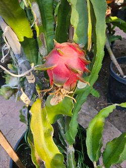 Dragonfruit plant
