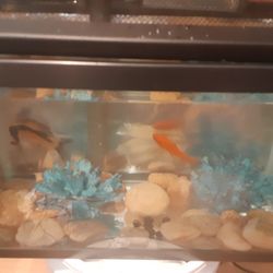 10 Aquarium Fish Tank Setup 