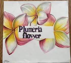 Colored Pencil Flower art piece