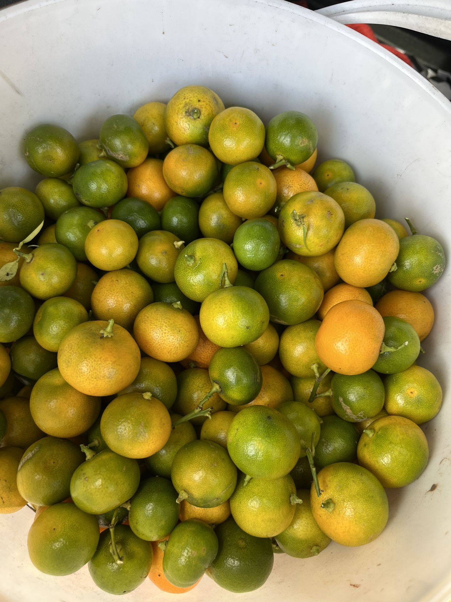 Calamansi For Sale