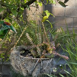 Hanging Plant