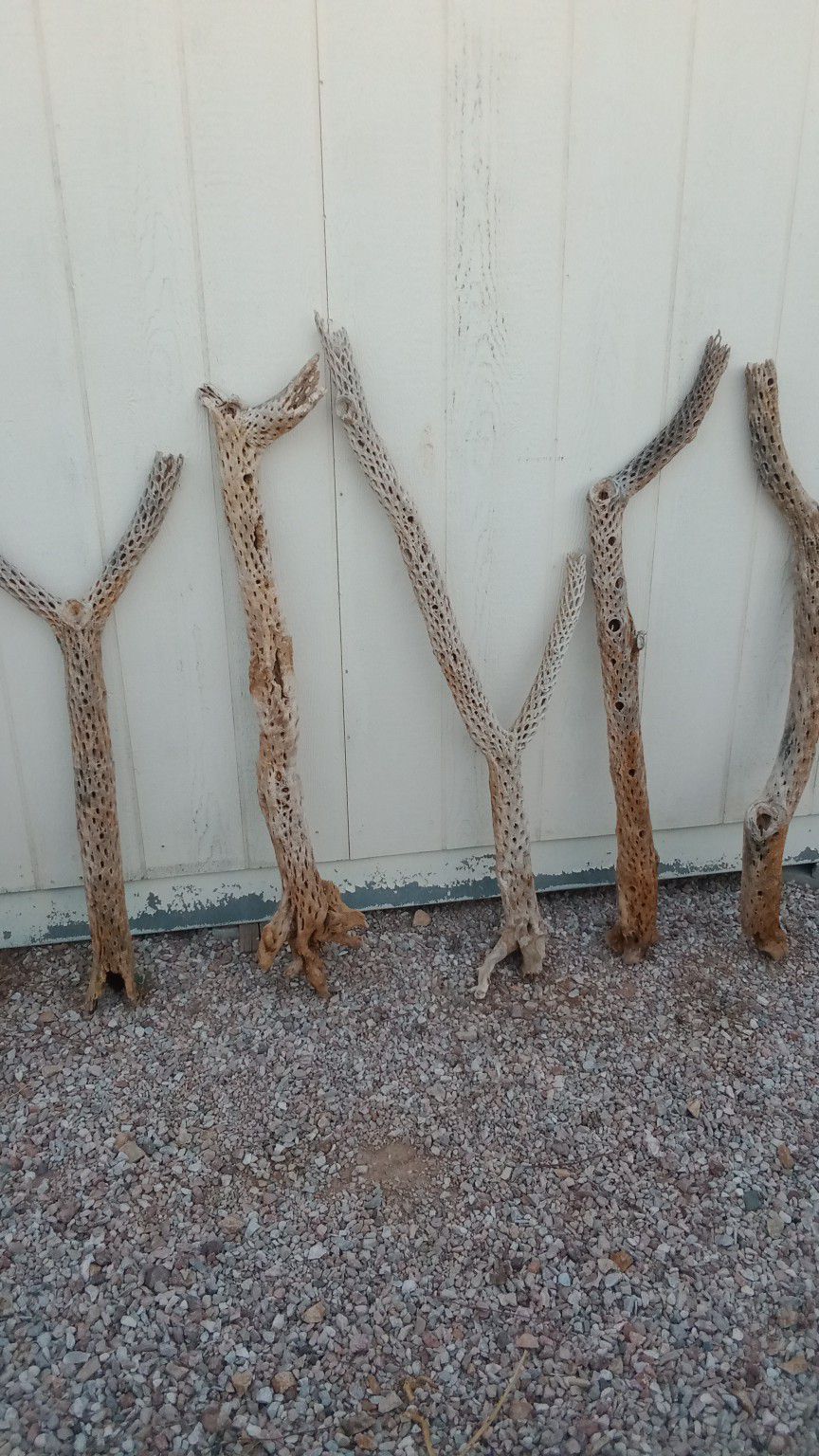 Cholla Cactus Skeletons For Your Crafts Or Art Project