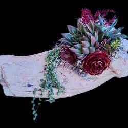 Christmas Gifts 🎄🎁 Driftwood Succulent Arrangements  (Starting At  $20 & Up)