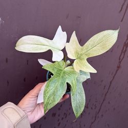 4” florida ghost philodendron