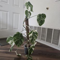 Monstera Albo Extra White Variegated with Fenestrations