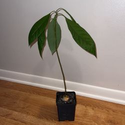 Avocado Tree🥑