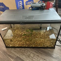 Fish Tank
