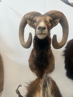 Mouflon taxidermy
