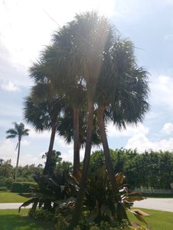 Palms Trim