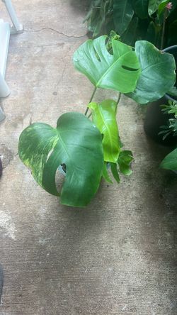 Monstera Aurea