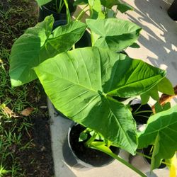 Elephant Plants 🪴 