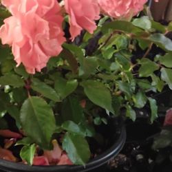 Beautiful Fathers Day Roses