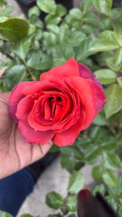 Rosales Rose Bush Plants Flowers Plantas Flores
