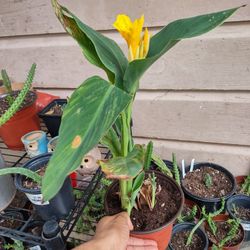 Cannas Lilis