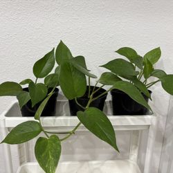 Pothos Plants 6 inch Pot