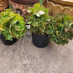 Big Succulents $25 Each