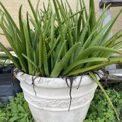 HUGE ALOE PLANT WITH BROMELIAD INSIDE