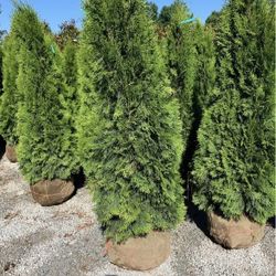 Green Giant & Emerald Green Arborvitaes – Privacy Trees