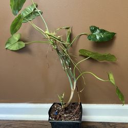 Philodendron Burle Marx Philodendron Plant 