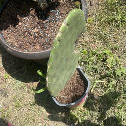 Nopal Comestible 