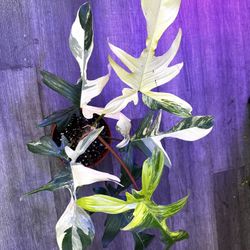 Very High Variegation Florida Beauty Philodendron.Pant  $115-135