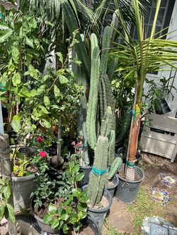 Cactus