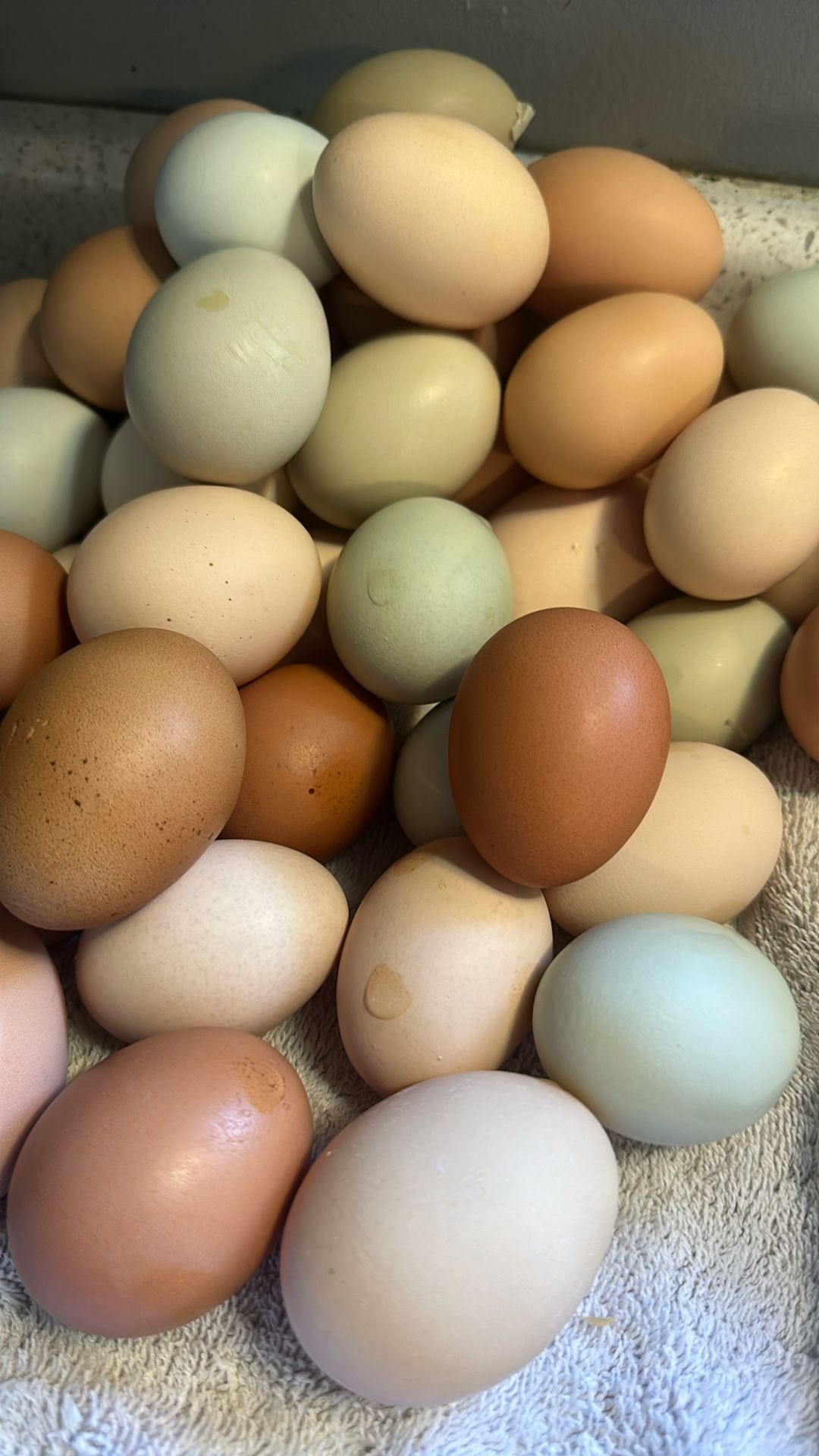 Fresh Eggs / Huevos Organicos