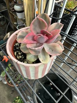 Rainbow Succulent For Collectors Very Nice