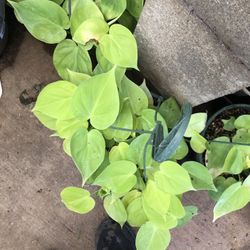 Neon Pothos Plant 8in Pot