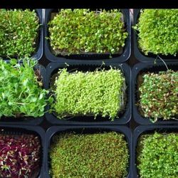 Spring Garden Microgreens! Ready To Eat In Days!