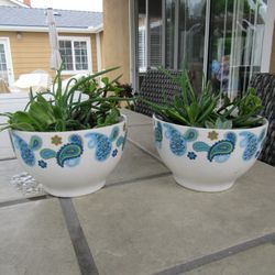 Pair Of Print Garden Pots With Succulents 