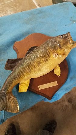 Bass wall mount