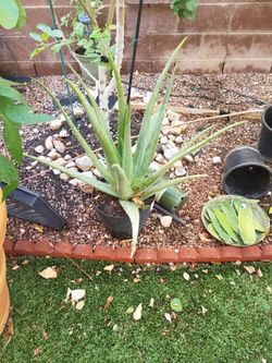 Aloe Vera/Savila 