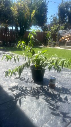 Peach Tree Seedling in Pot