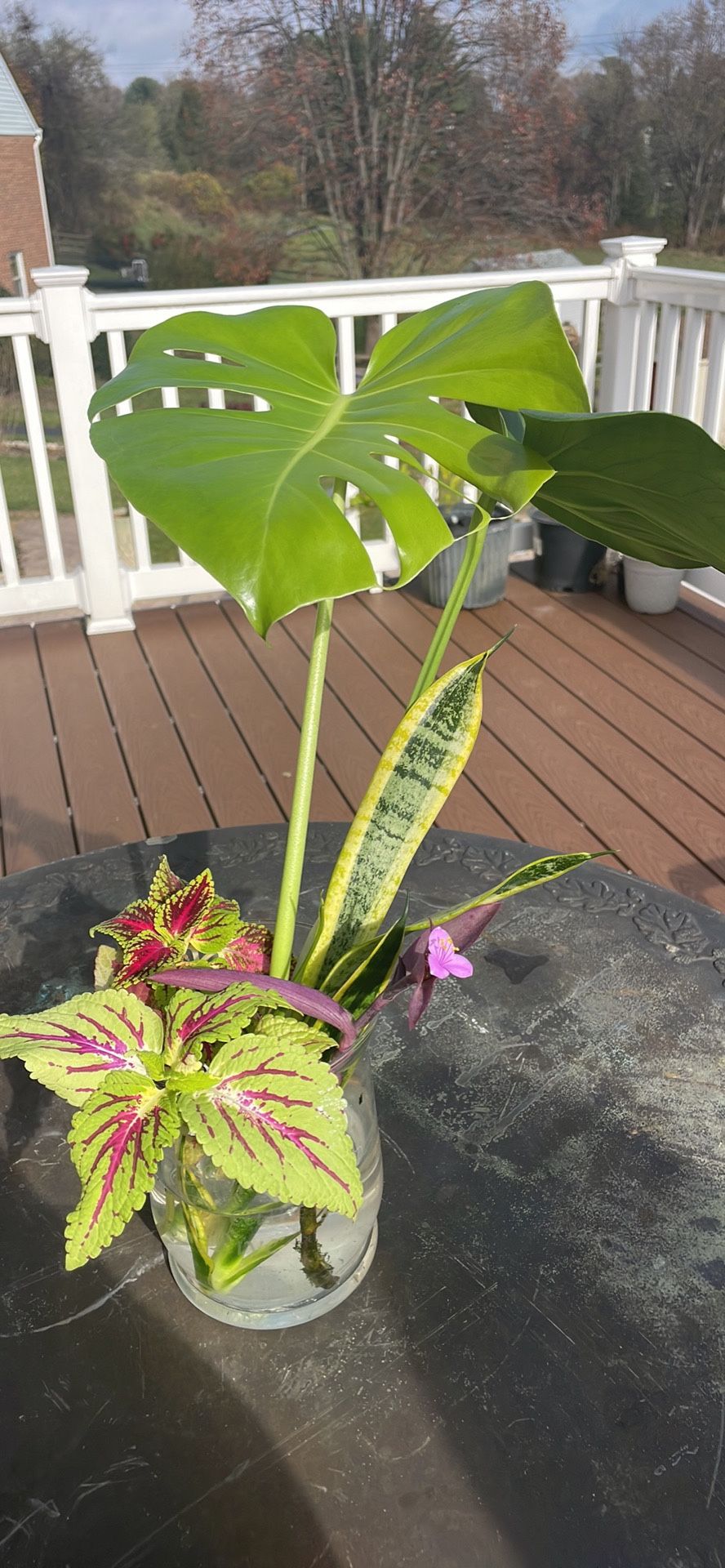 Monstera Snake And Purple Queen Heart